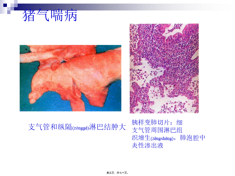 2022年医学专题—猪病彩色图谱(二)(1).ppt_第3页