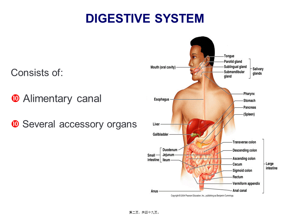2022年医学专题—消化系统显像(1).ppt_第2页