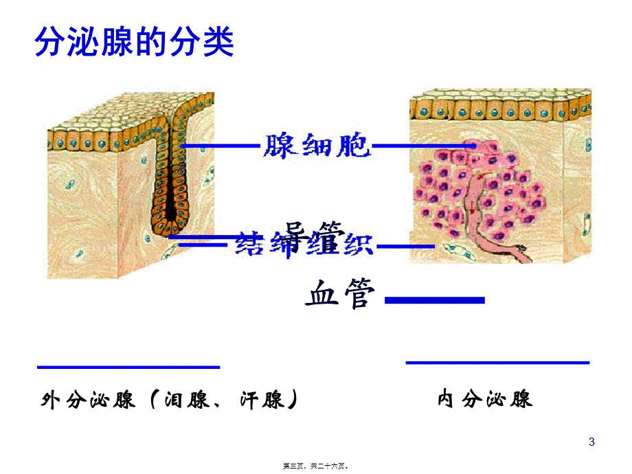 内分泌系统与体液调节(一)(1).pptx_第3页