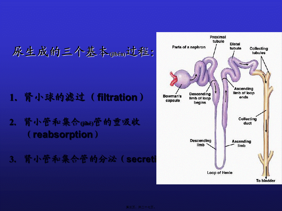 2022年医学专题—影响尿生成因素(1).ppt_第3页