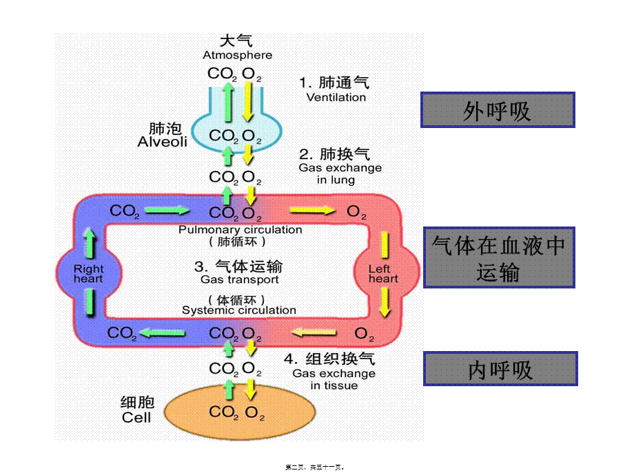 呼吸功能不全(病生)(1).pptx_第2页