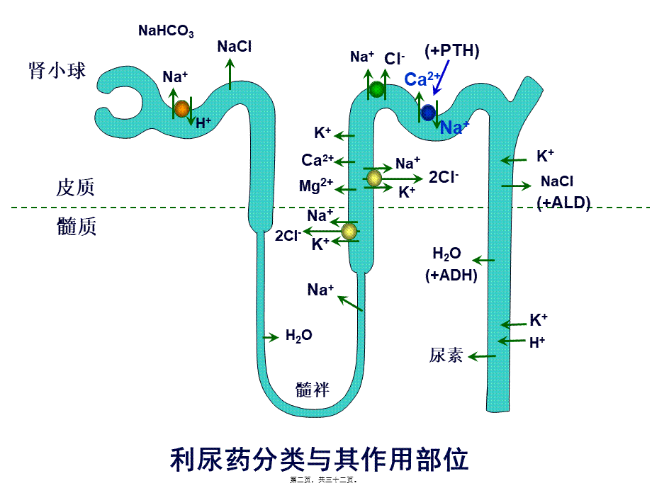 利尿药和脱水药2014(1).pptx_第2页