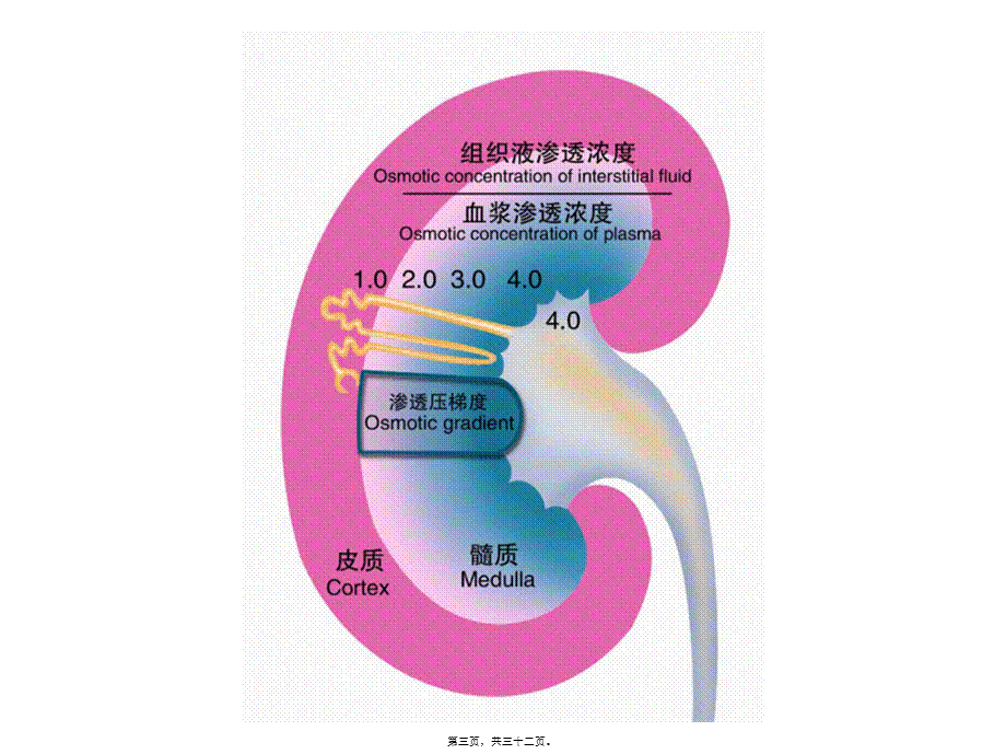 利尿药和脱水药2014(1).pptx_第3页