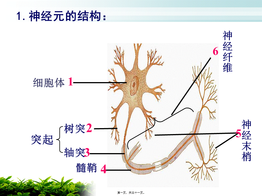 人体的神经调节(2)反射和反射弧资料(1).pptx_第1页