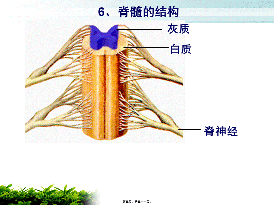 人体的神经调节(2)反射和反射弧资料(1).pptx_第3页