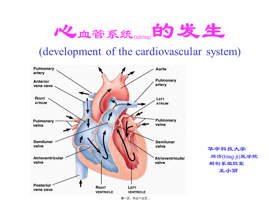 2022年医学专题—组织学与胚胎学-10心血管系统的发生(1).ppt_第1页