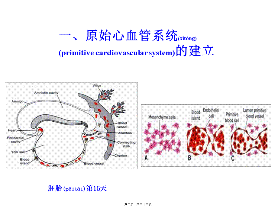 2022年医学专题—组织学与胚胎学-10心血管系统的发生(1).ppt_第2页