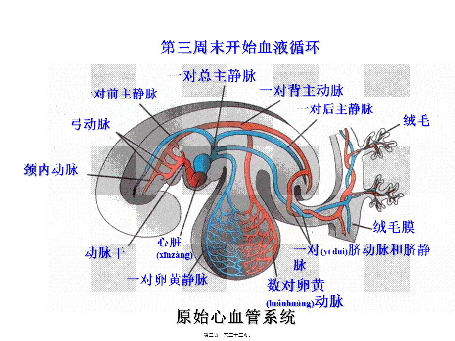 2022年医学专题—组织学与胚胎学-10心血管系统的发生(1).ppt_第3页