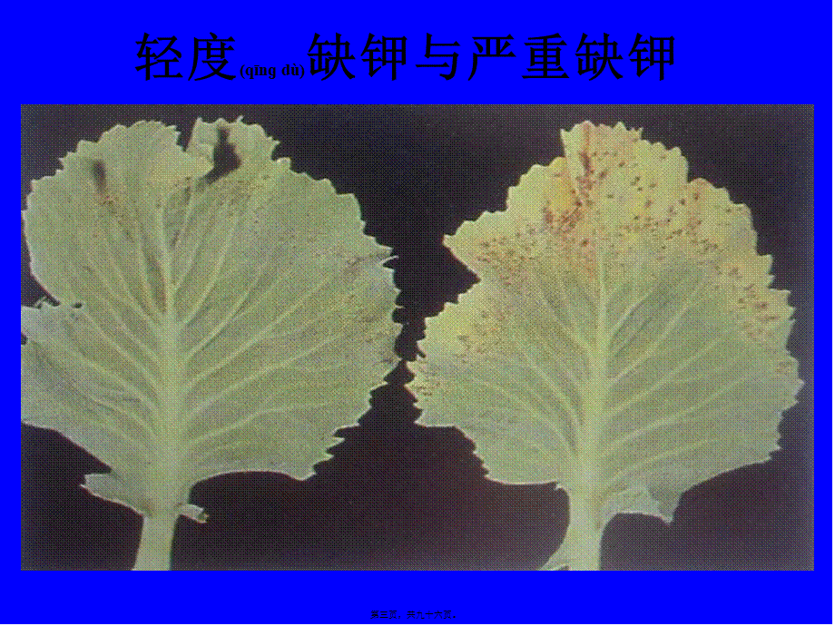 2022年医学专题—植物缺素症总汇(1).ppt_第3页