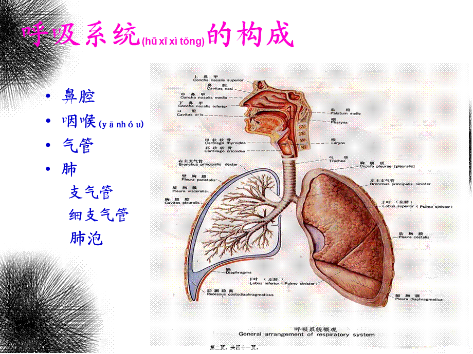 2022年医学专题—呼吸及体位排痰训练.ppt_第2页