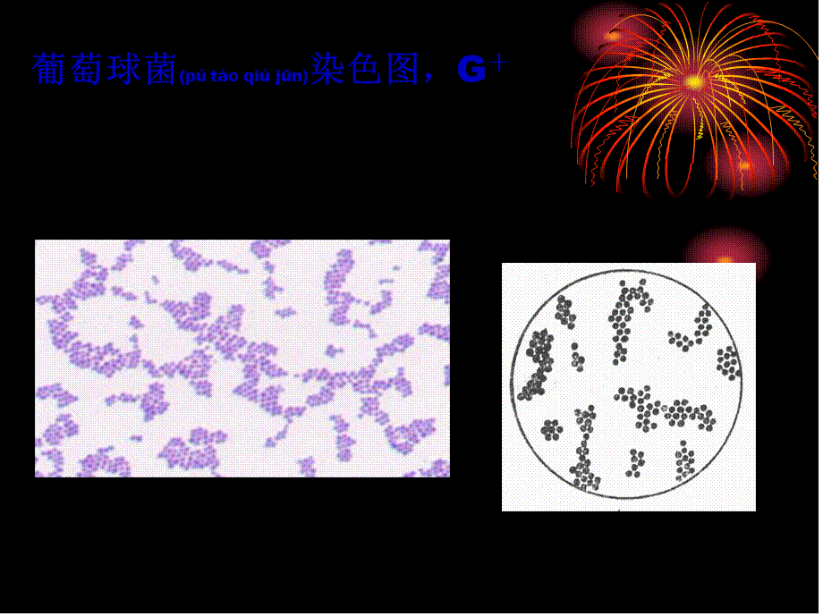 2022年医学专题—第三篇-细菌学各论第五版(1).ppt_第3页