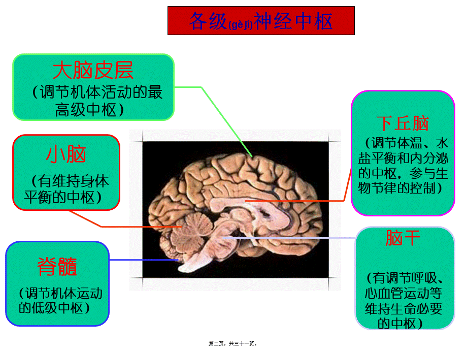 2022年医学专题—大脑皮层是神经系统的最高级中枢00(1)(1).ppt_第2页