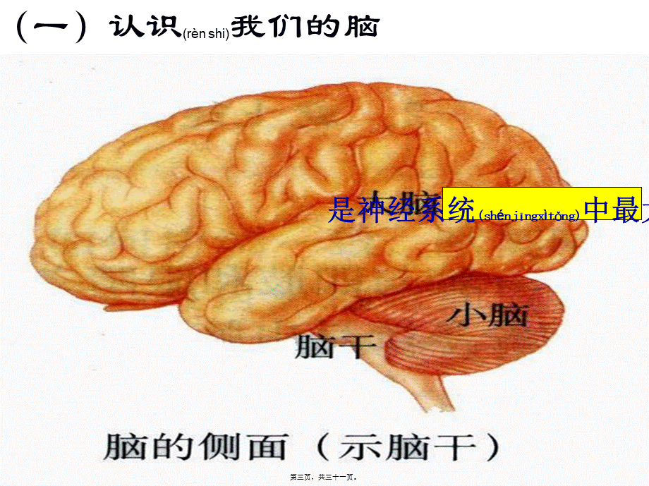 2022年医学专题—大脑皮层是神经系统的最高级中枢00(1)(1).ppt_第3页