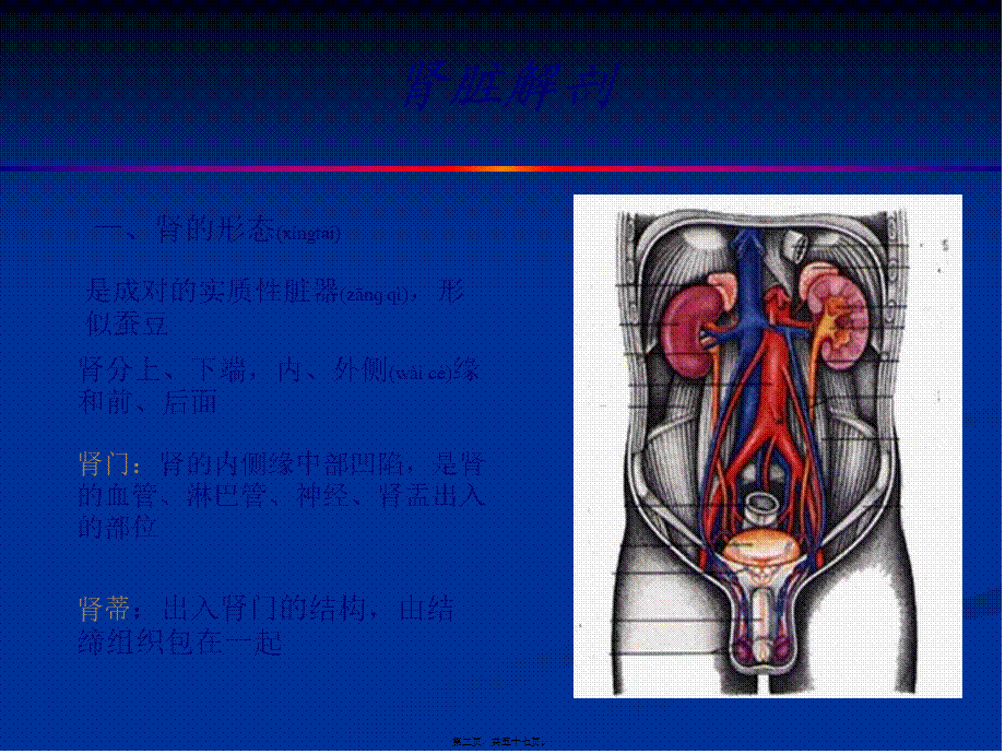 2022年医学专题—泌尿系超声(1).ppt_第2页
