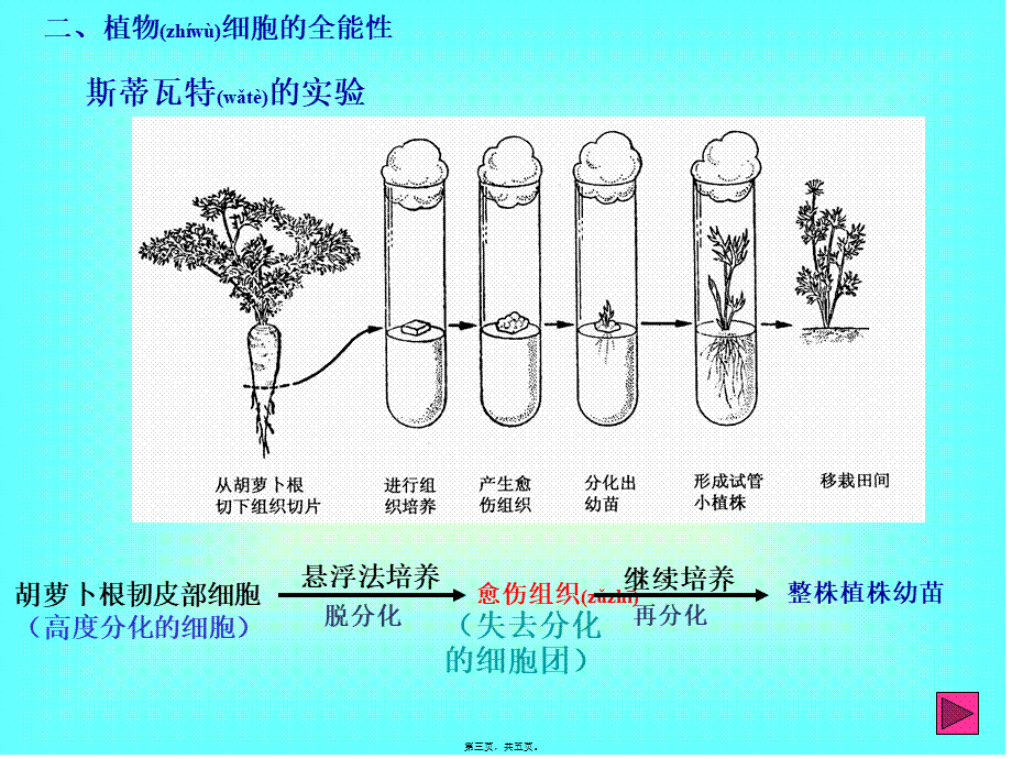 2022年医学专题—细胞分化和植物细胞的全能性(1).ppt_第3页