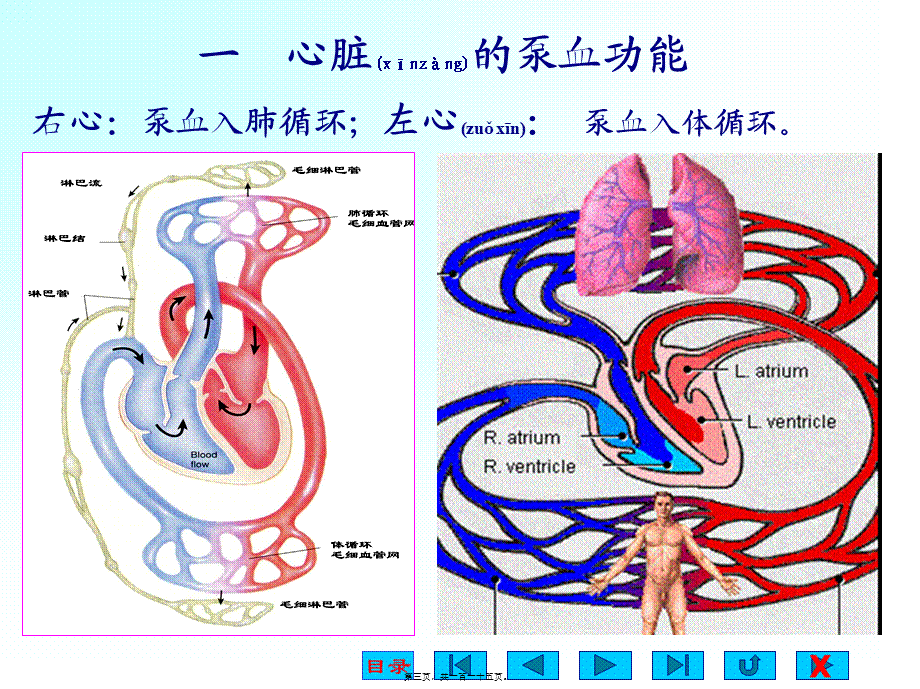 2022年医学专题—第五章-血液循环-ppt(1).ppt_第3页