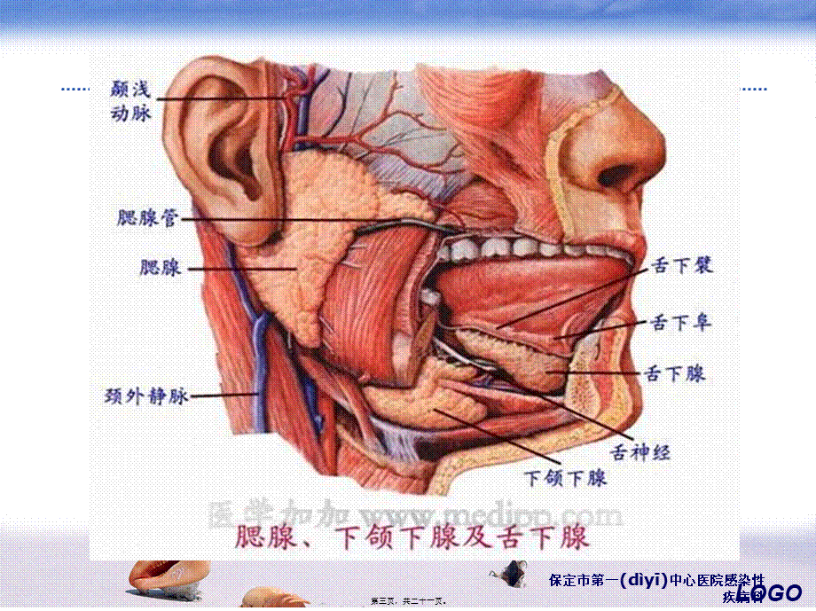 2022年医学专题—流行性腮腺炎PPt(1).pptx_第3页