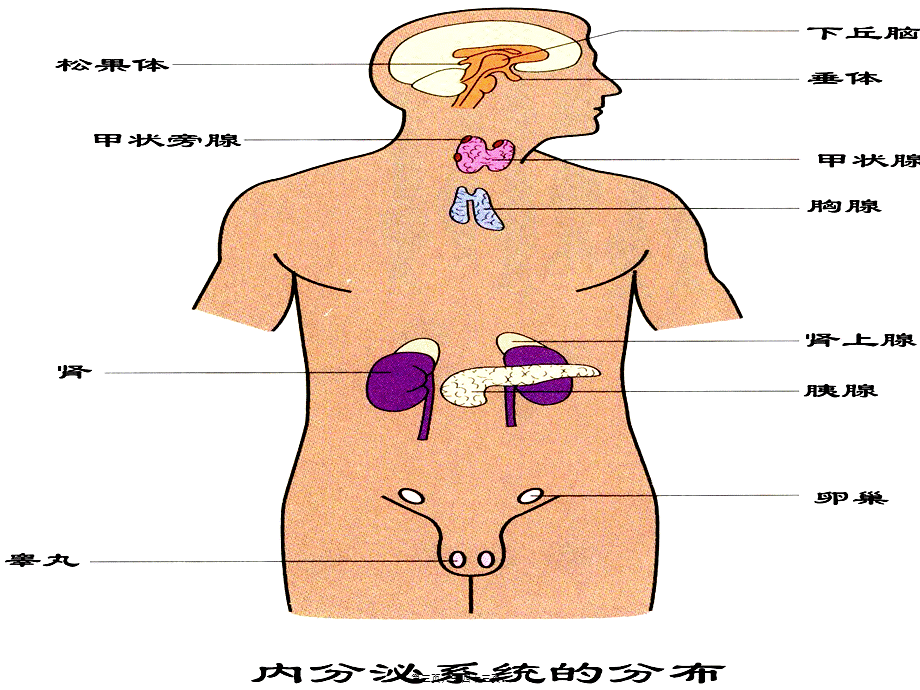 2022年医学专题—第十一章--内分泌(1).ppt_第3页
