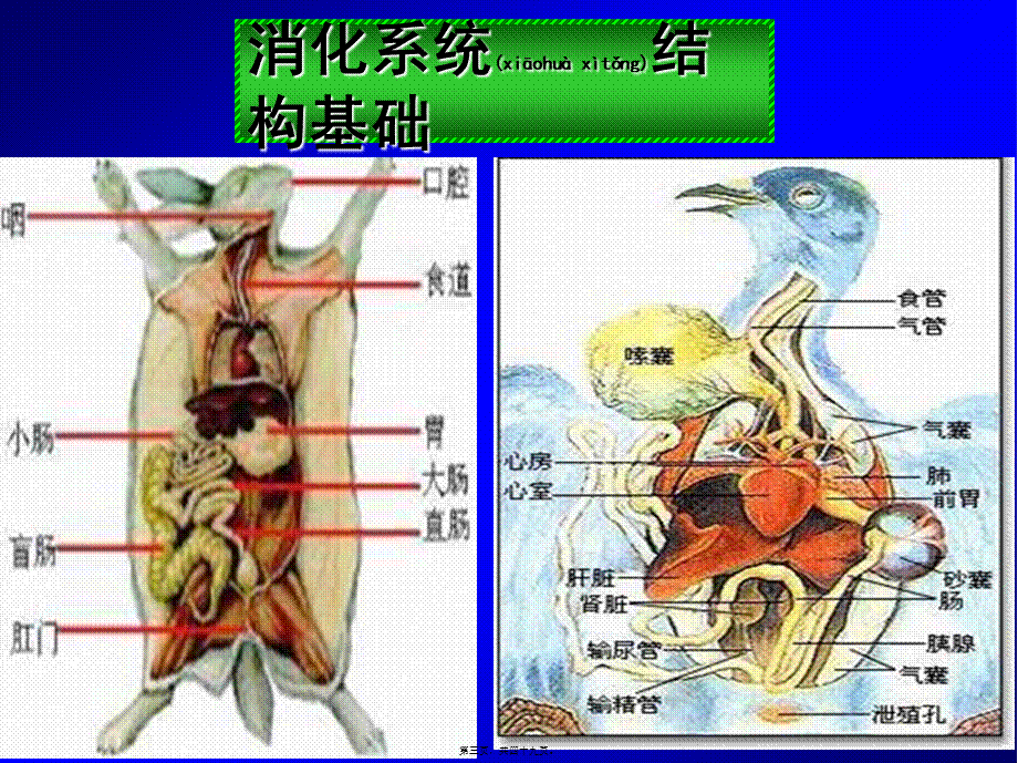 2022年医学专题—第五篇-消化及吸收(1).ppt_第3页