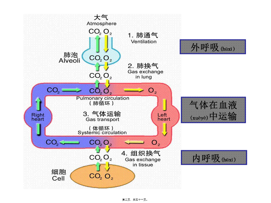 2022年医学专题—呼吸功能不全(病生).ppt_第2页