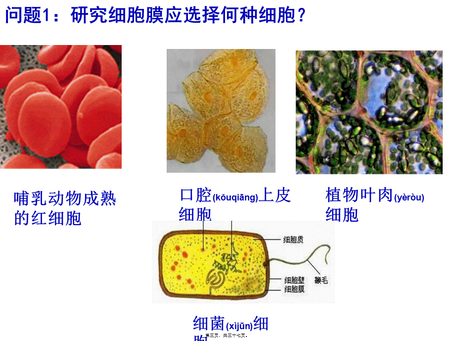 2022年医学专题—细胞膜公开课版本.ppt_第3页