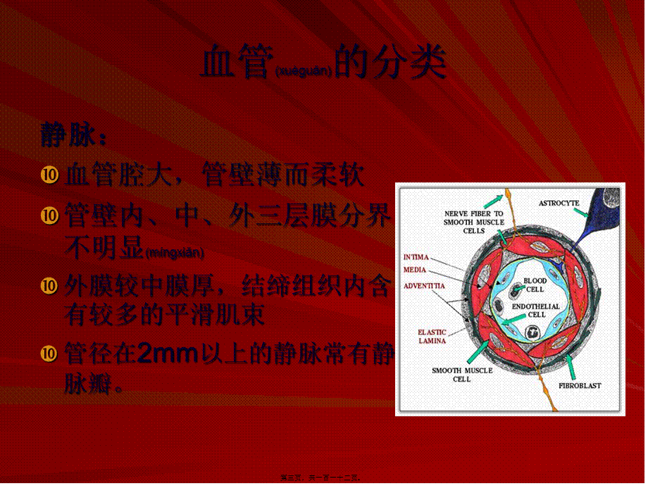 2022年医学专题—脑血管图资料(1).ppt_第3页