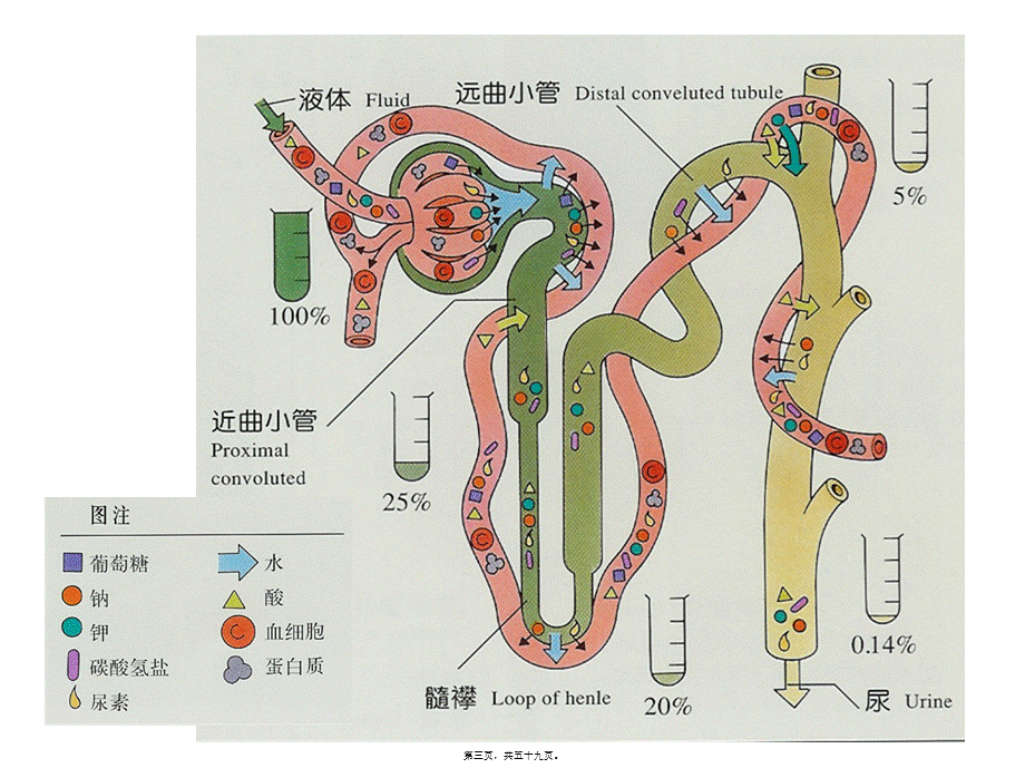 2022年医学专题—尿-液-检-查.ppt_第3页