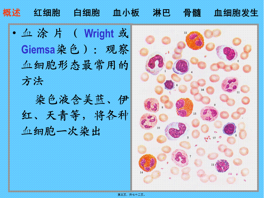 2022年医学专题—组织胚胎学----04血液.ppt_第3页