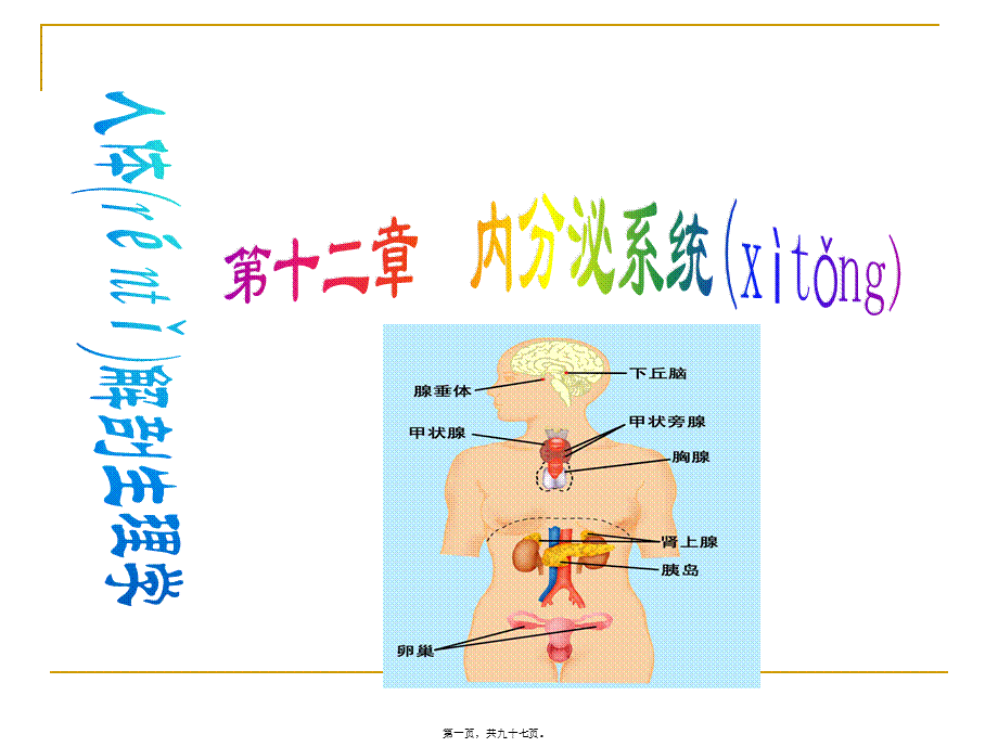 2022年医学专题—内分泌(药学).ppt_第1页