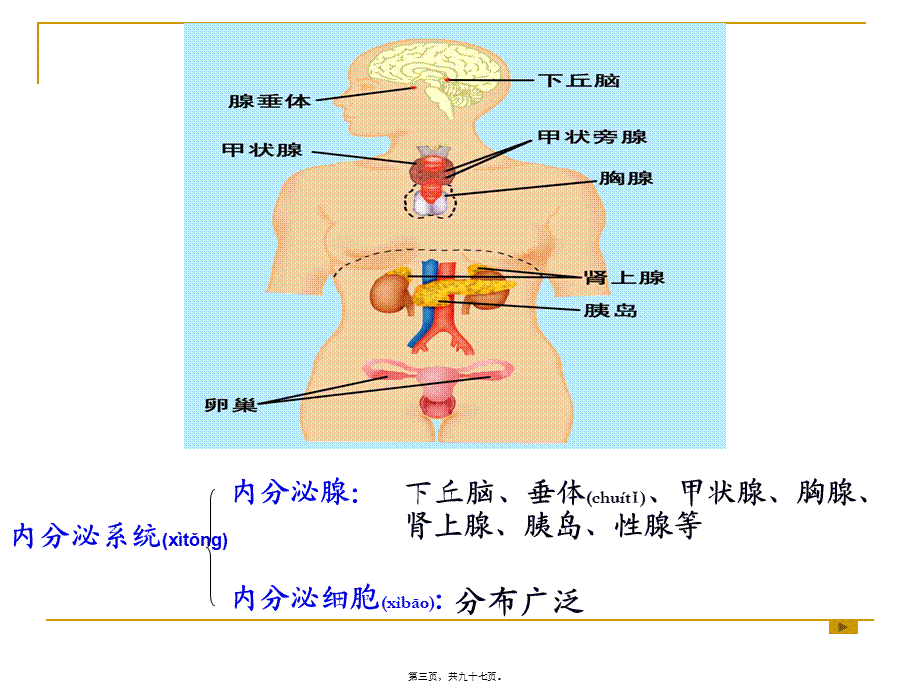 2022年医学专题—内分泌(药学).ppt_第3页