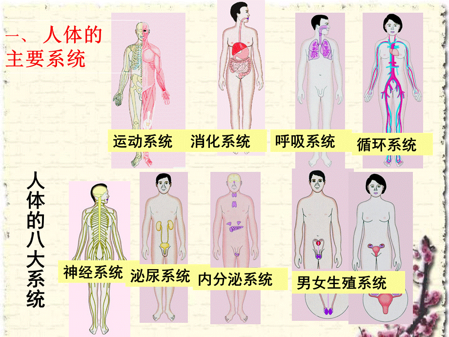 8.3人体概述(2).ppt_第2页