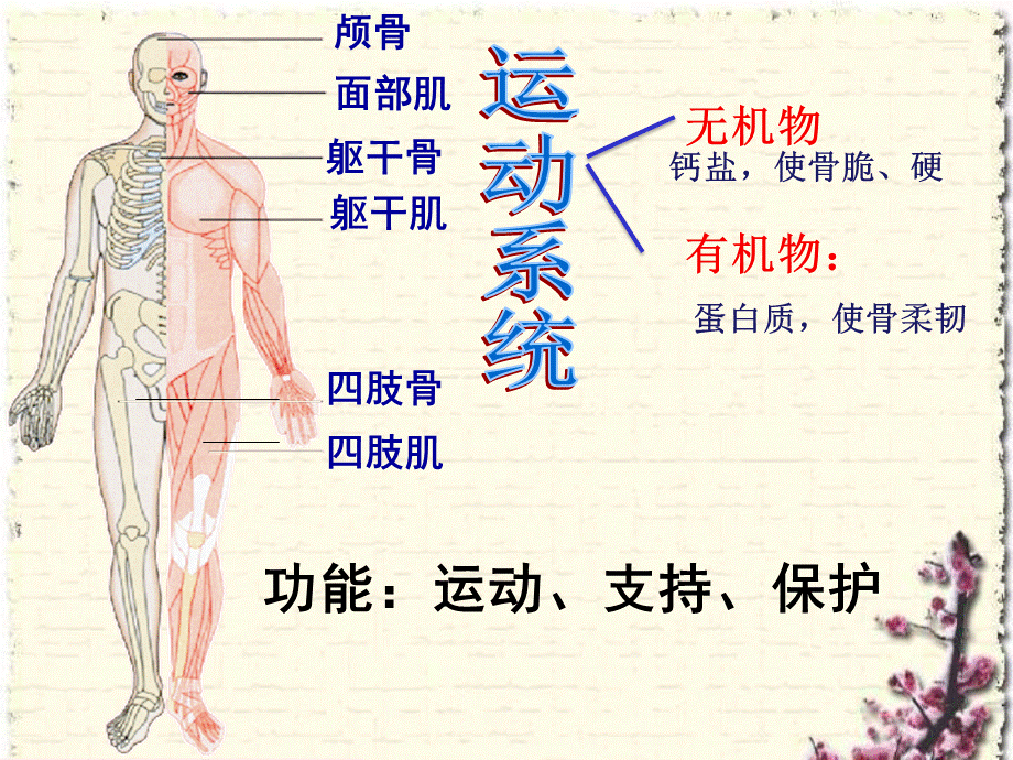 8.3人体概述(2).ppt_第3页