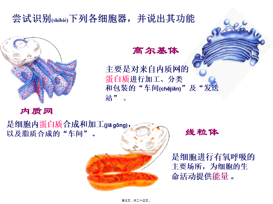 2022年医学专题—细胞器系统内的分工合作6.ppt_第3页