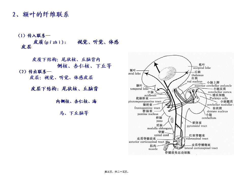 2022年医学专题—大脑额叶的功能概要.ppt_第3页