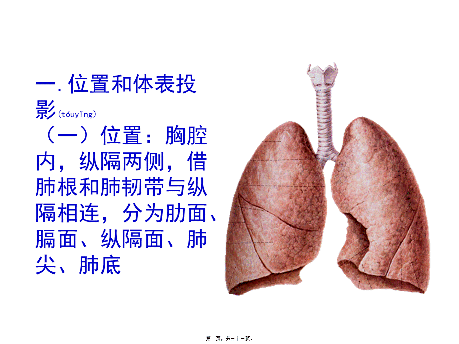 2022年医学专题—肺和胸部淋巴结.ppt_第2页