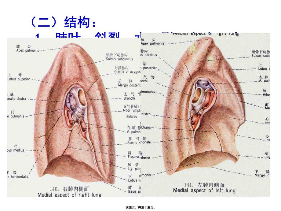 2022年医学专题—肺和胸部淋巴结.ppt_第3页