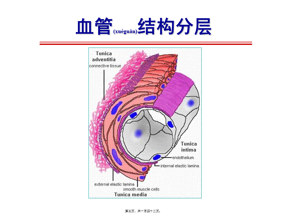 2022年医学专题—系统性血管炎诊治进展-梅长林(1).ppt_第3页