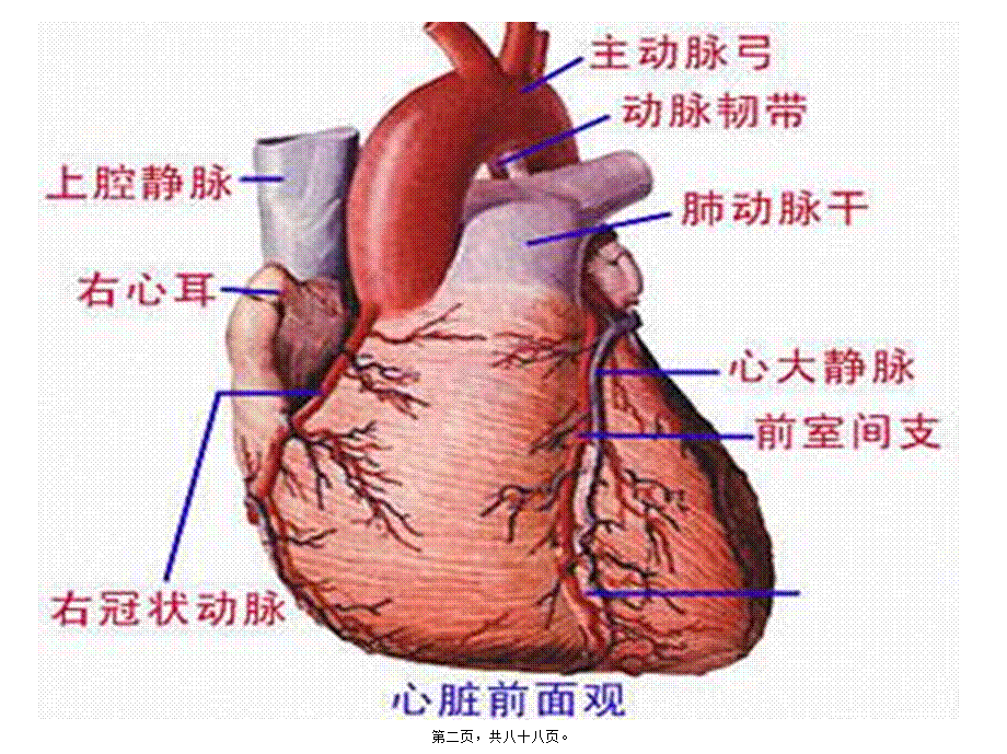 2022年医学专题—月脉管动脉定稿.ppt_第2页