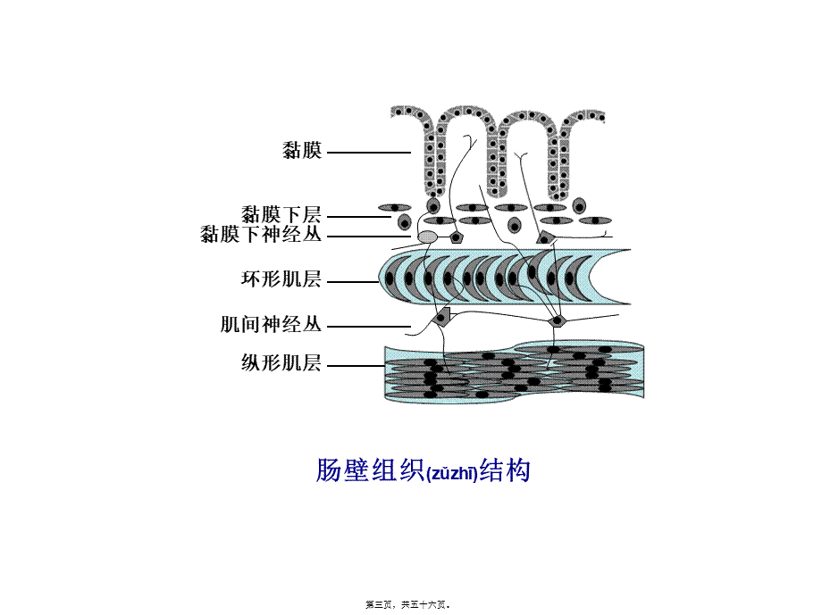 2022年医学专题—胃肠道功能障碍(1).ppt_第3页