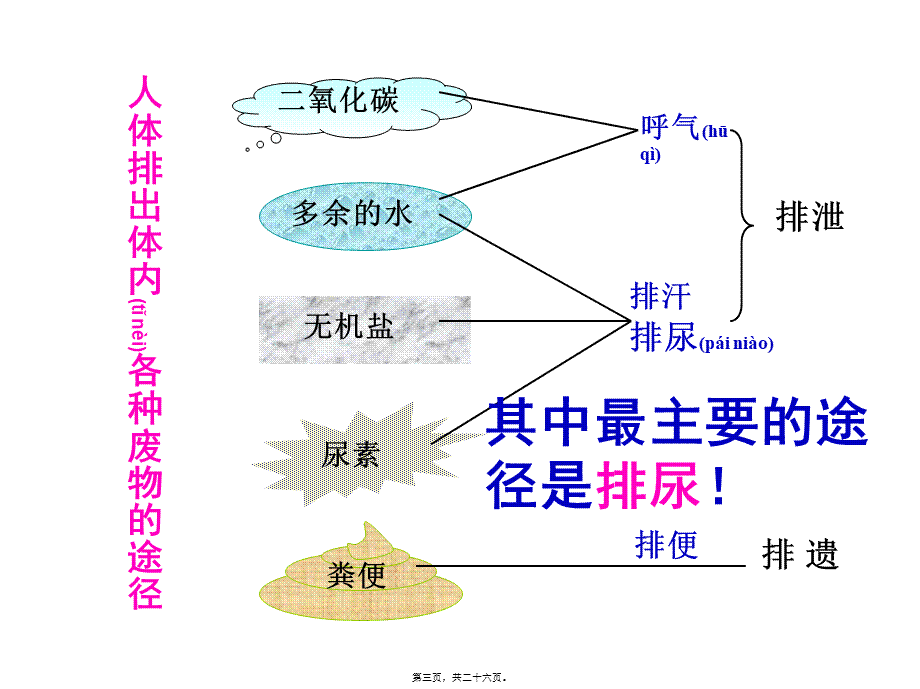 2022年医学专题—人体内废物的排出-(共25张PPT).ppt_第3页