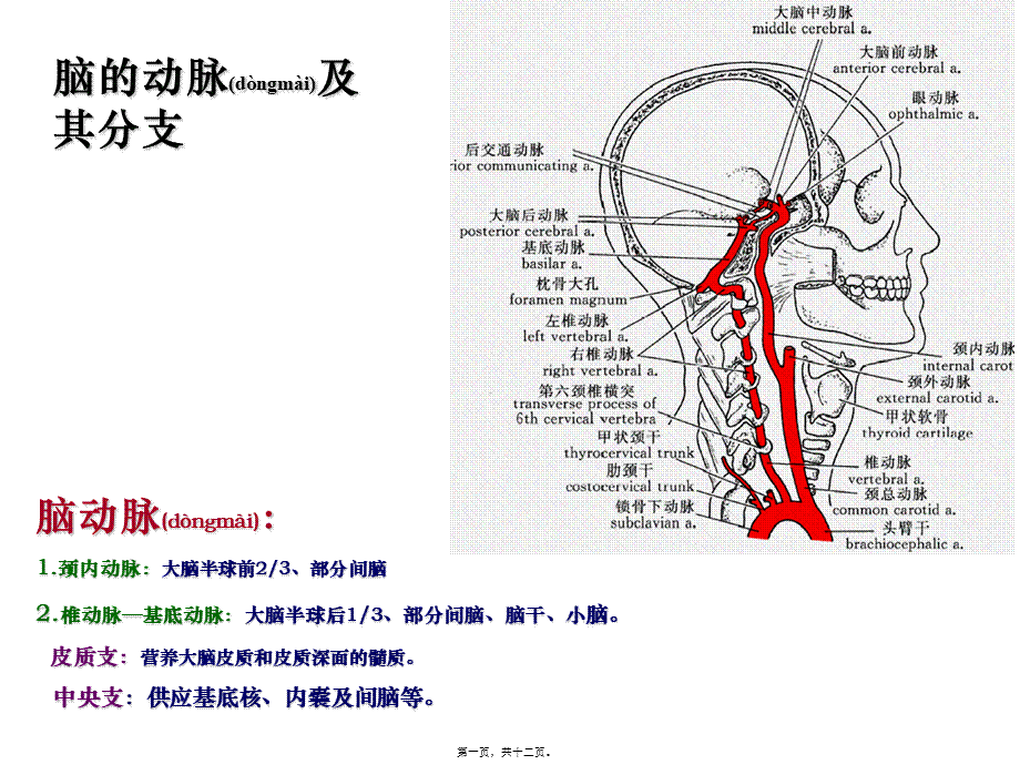 2022年医学专题—脑血管和其分支.ppt_第1页