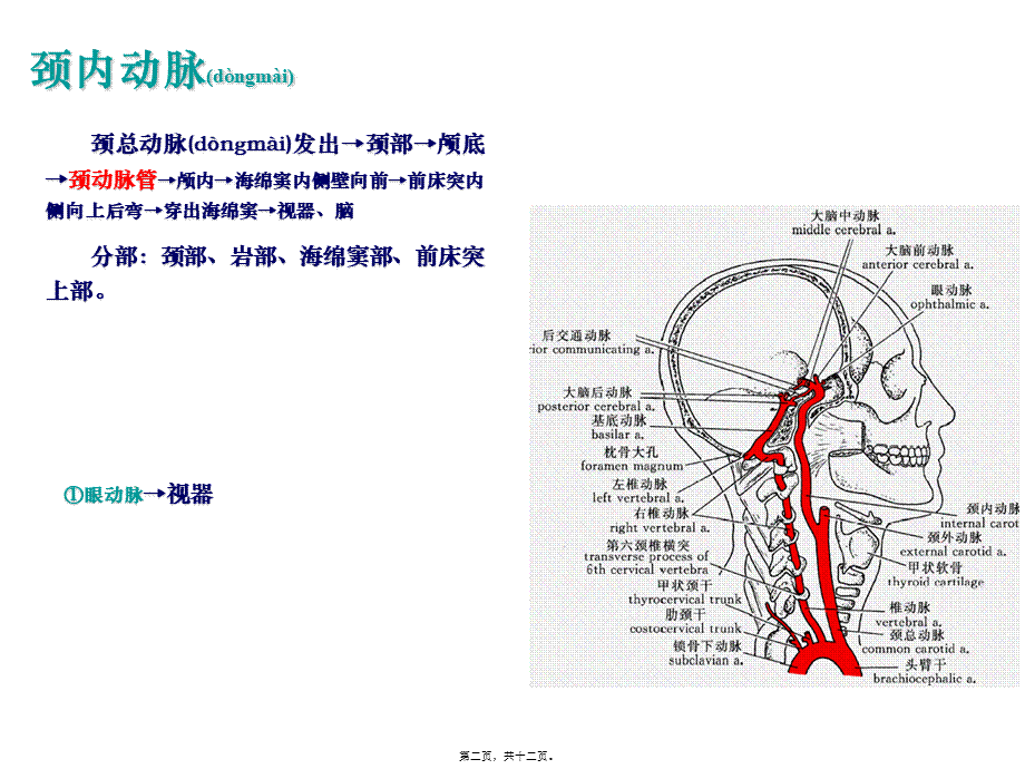 2022年医学专题—脑血管和其分支.ppt_第2页