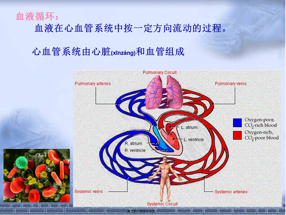 2022年医学专题—窦房结细胞(1).ppt_第2页