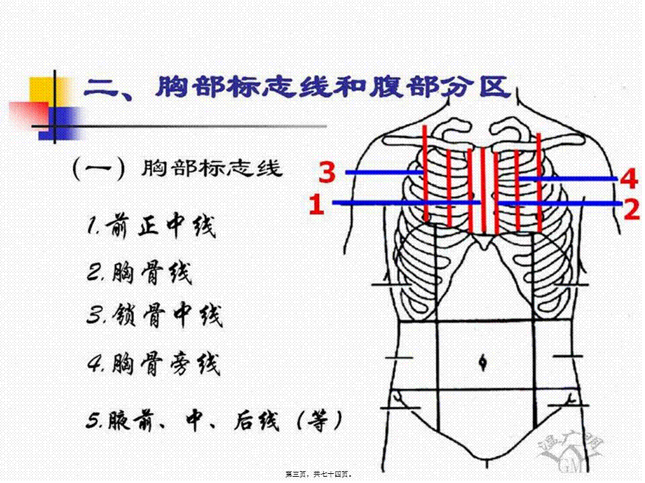 内总、消化、呼吸.pptx_第3页