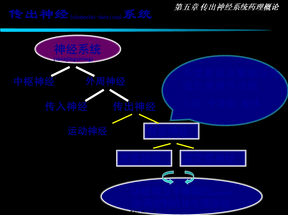 2022年医学专题—传出神经系统药理概论..ppt_第3页