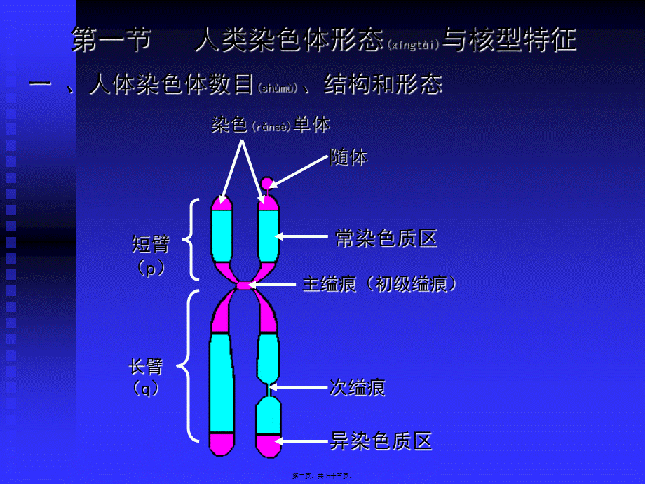 2022年医学专题—人染色体染色体病(1).ppt_第2页