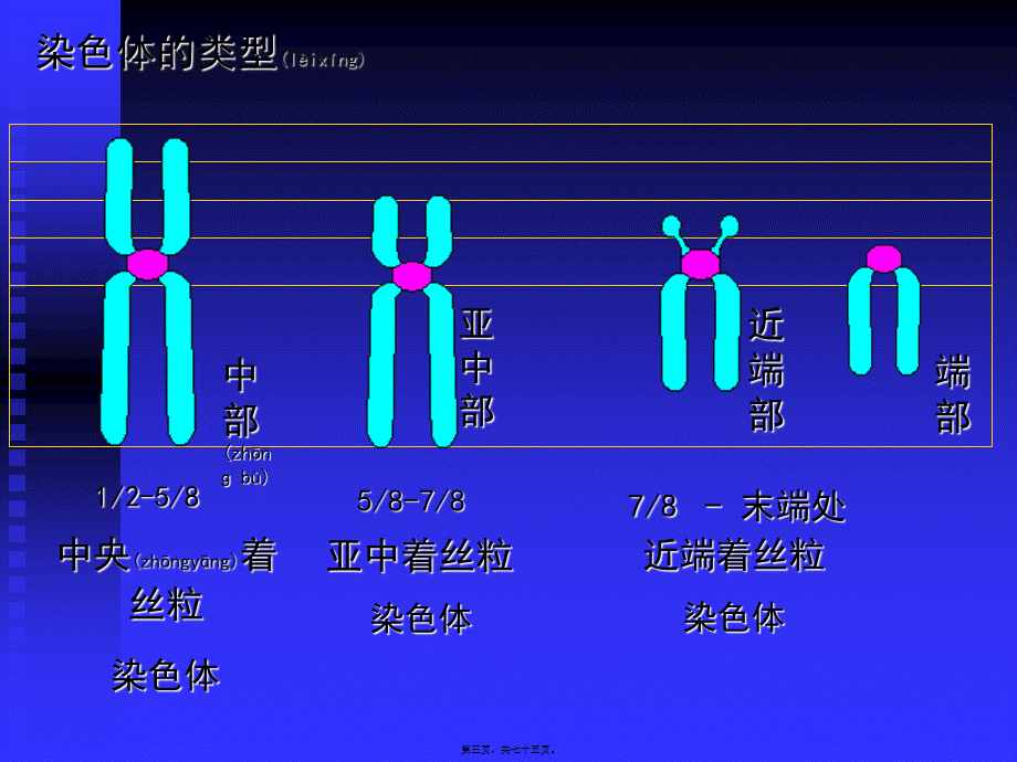 2022年医学专题—人染色体染色体病(1).ppt_第3页