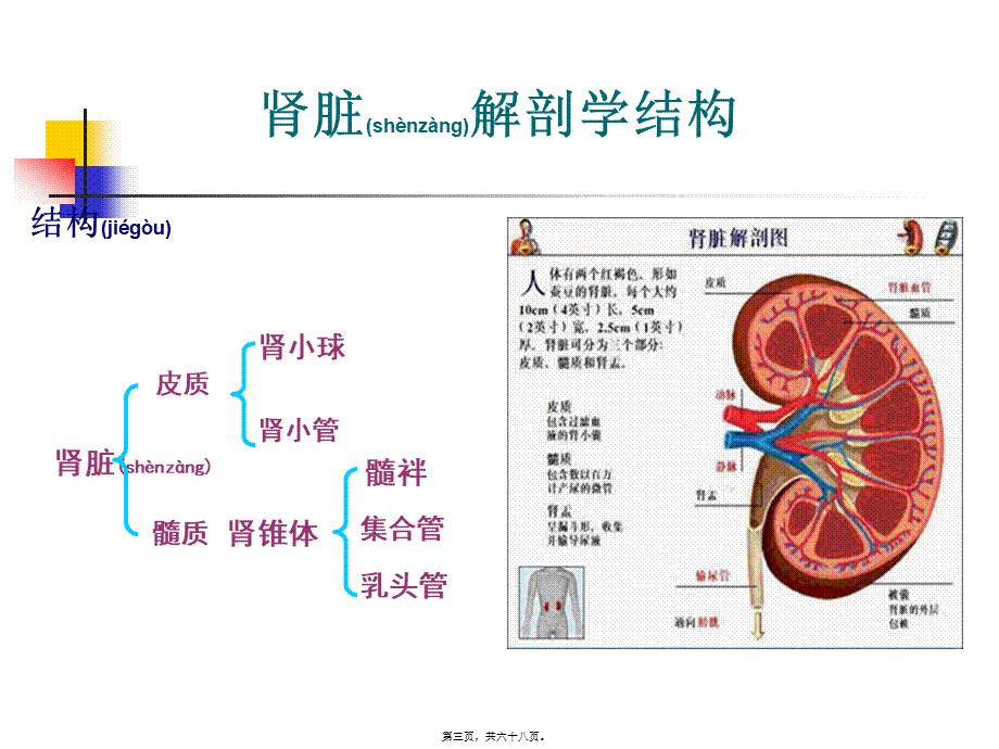 2022年医学专题—第二十四章--利尿药.ppt_第3页