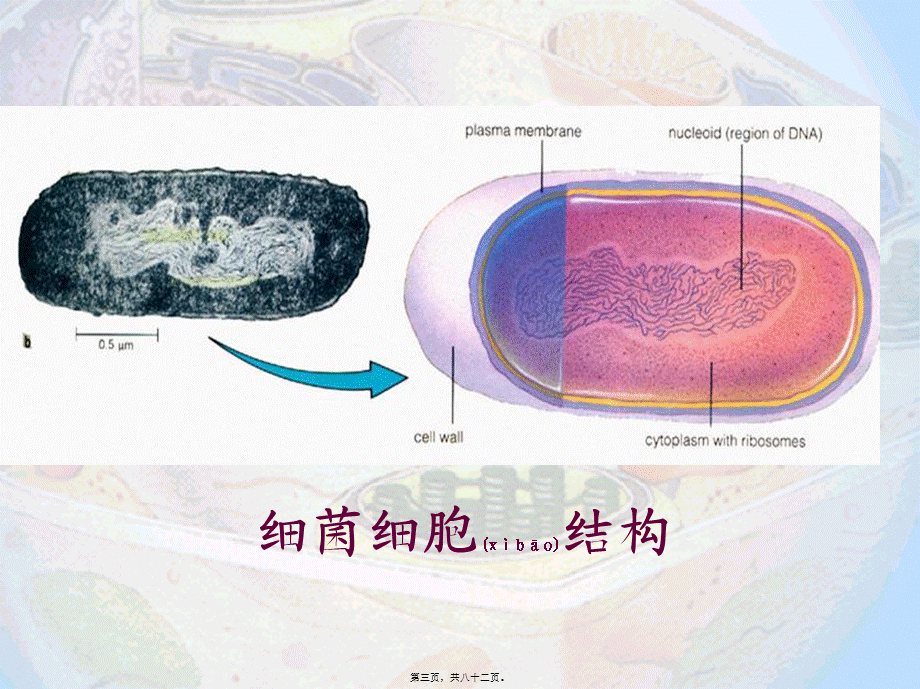 2022年医学专题—第八章--细胞膜与细胞器.ppt_第3页