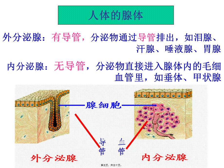 人体的体液调节.pptx_第3页